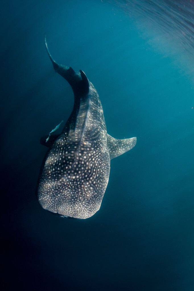 大鲸鲨 (rhincodon 片块者除外)