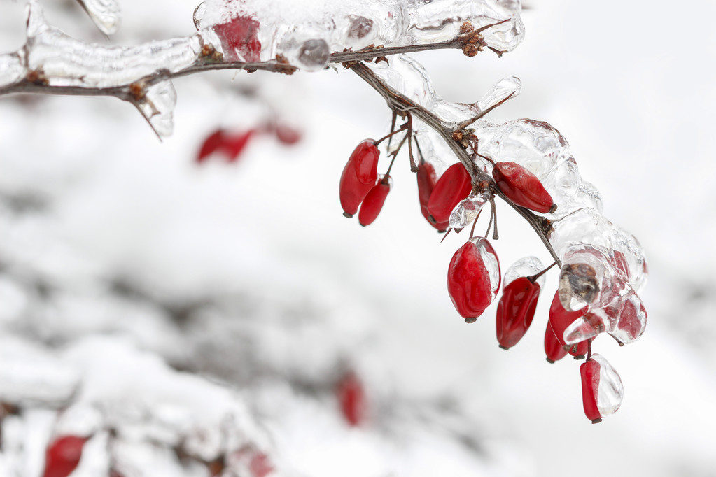 小檗科下重雪和冰。选择性焦点
