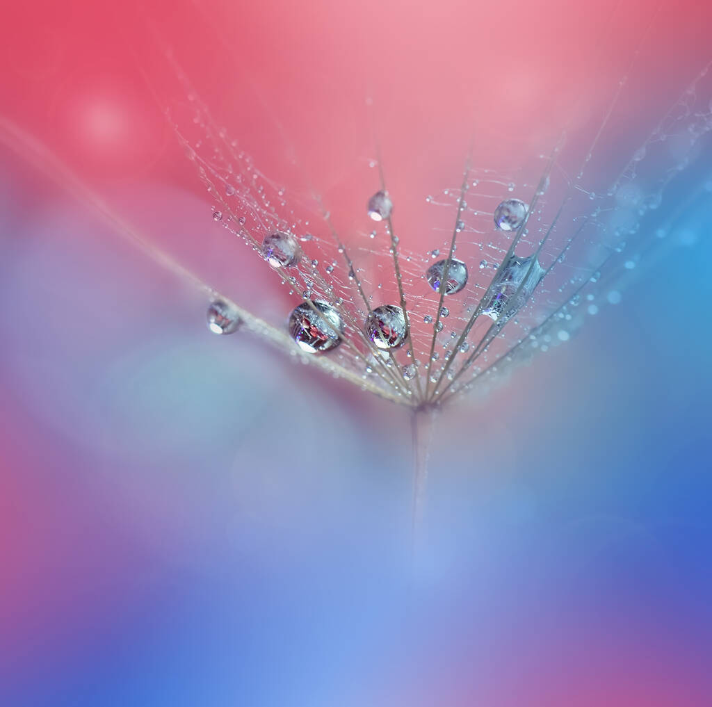 Beautiful Colorful Nature Background.Floral Art Design.Abstract Macro Photography.Pastel Flower.Dandelion Flowers.Blue Background.Creative Artistic Wallpaper.Wedding Invitation.Celebration,love.Close up View.Water Drops.Tranquil Natural Background.